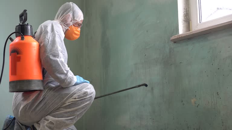 Why You Should Choose Our Mold Remediation Services in Mount Shasta, CA